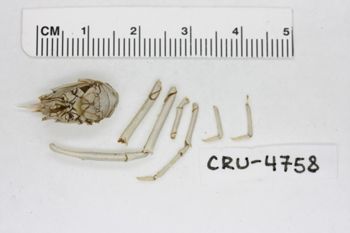 Media type: image;   Invertebrate Zoology CRU-4758 Description: Preserved specimen.;